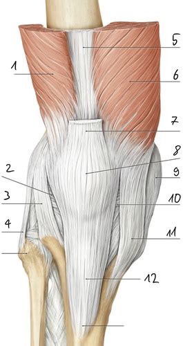 7 Arthrologie Knie S1 Flashcards Quizlet