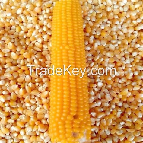 Grade Non Gmo White And Yellow Corn Maize By Godwill Enterprises Pty