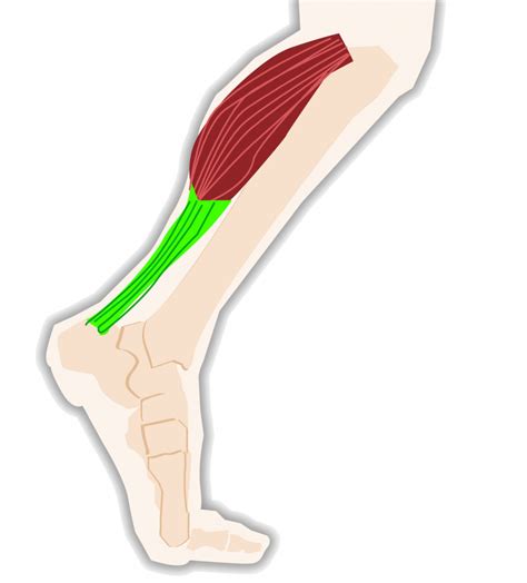 7 Ways to Treat a Calf Muscle Injury » Trending Us