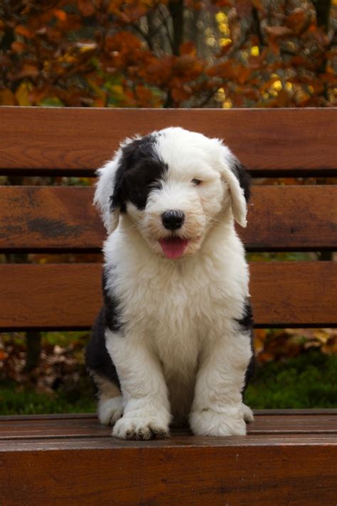 Six Old English Sheepdog Puppies That Will Melt Your Heart