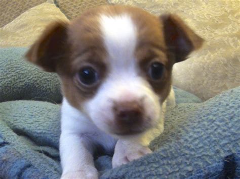 Boston Terrier Chihuahua Puppies For Sale - Pets Lovers