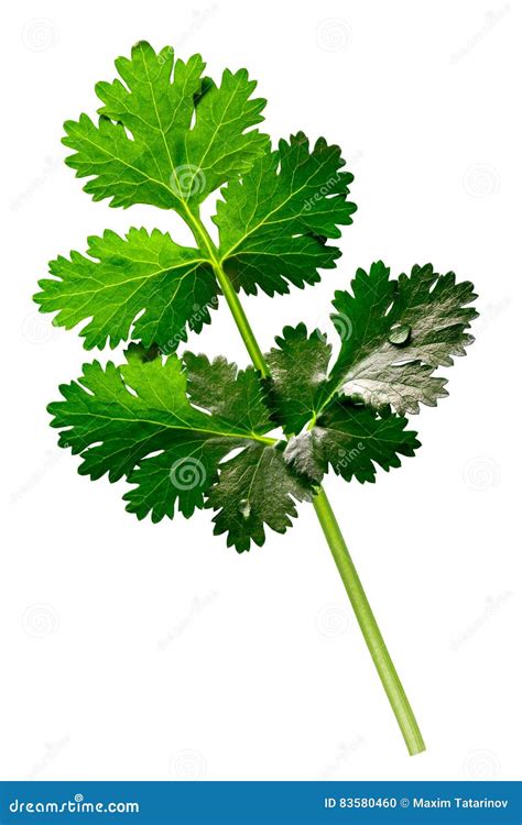 Coriander Cilantro Coriandrum Sativum Paths Stock Photo Image Of