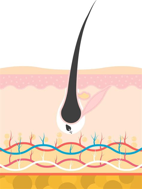 Return To Anagen Phase Of Hair Growth Or Loss Anatomy Flat Vector ...