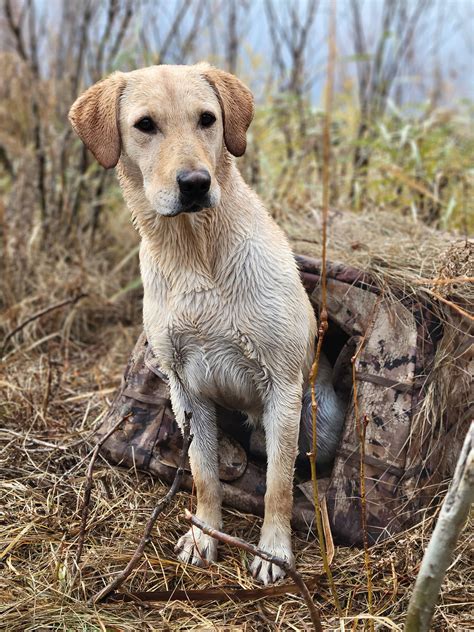 Diamond R Kennels Stud Dogs Montana Labs