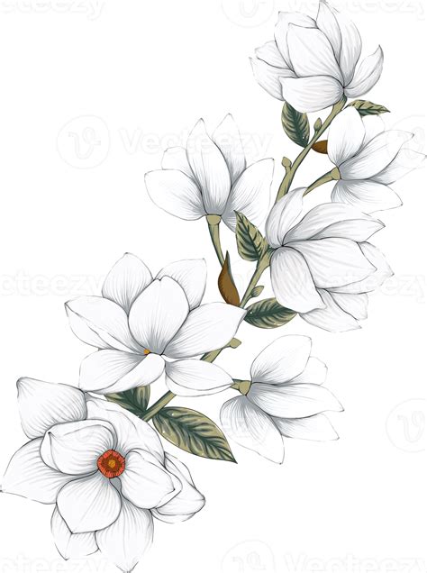 Botanical Drawing With White Magnolia Flower Png