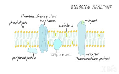 Membrane Organelles | by Jennifer Lippincott-Schwartz