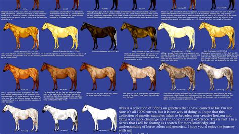 Equine Coat Color Horse Horse Choices