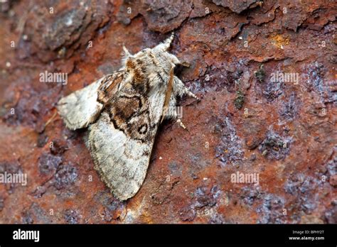 Nuss Baum Stockfotos Und Bilder Kaufen Alamy