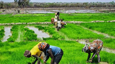 produção de arroz Dados de 2024 apontam para uma produção acima de 48