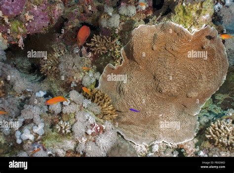 Ringed Plate Corals Pachyseris Speciosa Agariciidae Sharm El Sheikh