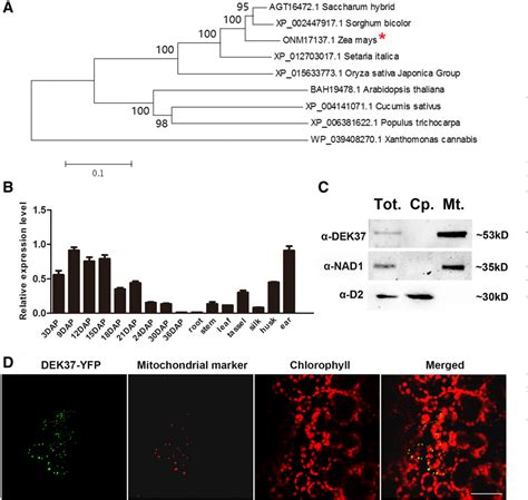 Figure 3 From Maize Dek37 Encodes A P Type PPR Protein That Affects Cis