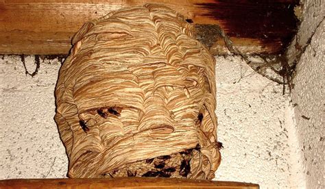 Hornet Nest vs Wasp Nest (How to Spot the Difference)