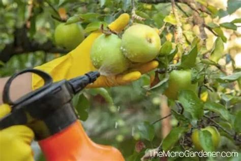 Baking Soda Spray For Fruit Trees Fruit Trees