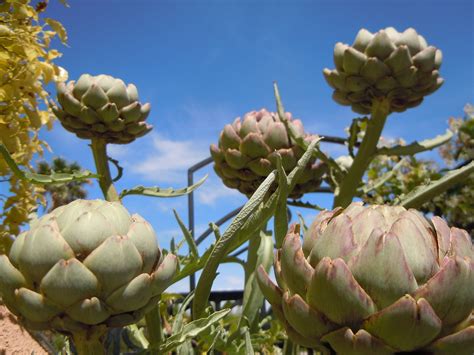 How To Grow Artichoke A Comprehensive Guide Ihsanpedia