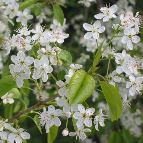 Graines De Cerisier De Sainte Lucie Semences De Prunus Mahaleb