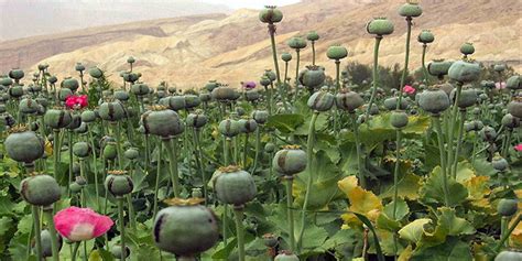 Opium Production In U S Occupied Afghanistan Sets Record High In