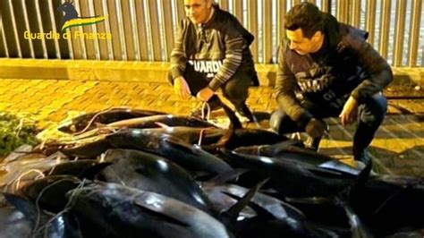 Guardia Di Finanza Operazione Tuna Market Sequestro Record Di Tonno