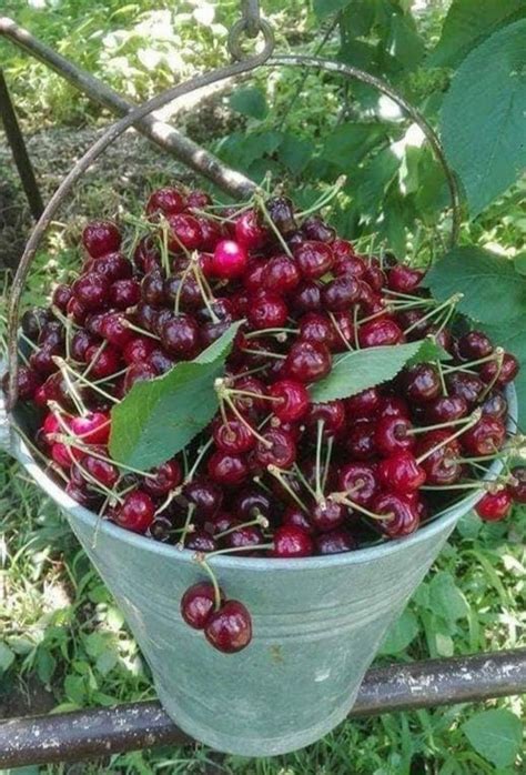 Pin By Clara Camatel On Cherries And Berries Fruits Images Farm