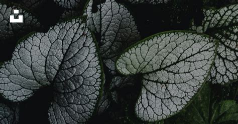 green  black leaf plant photo  green image  unsplash