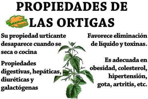 Aplicaciones Medicinales De Las Ortigas Botanical Online