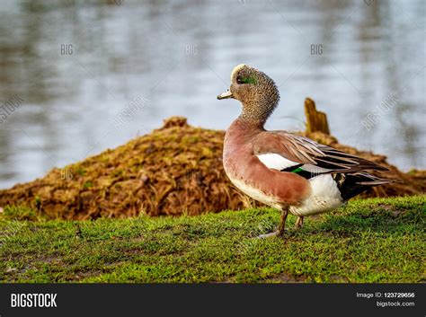 Male American Wigeon Image & Photo (Free Trial) | Bigstock