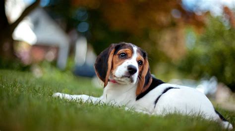 Beagle Hund Wallpaper Kostenlos Wallpapers