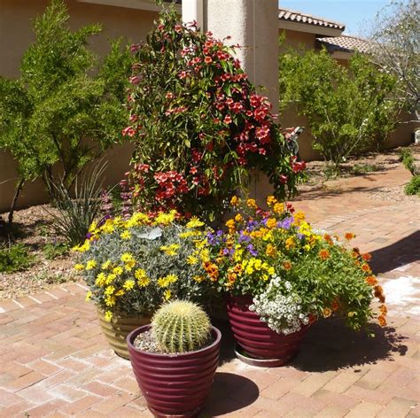 Desert Heat Keep Your Potted Plants Alive The Potted Desert