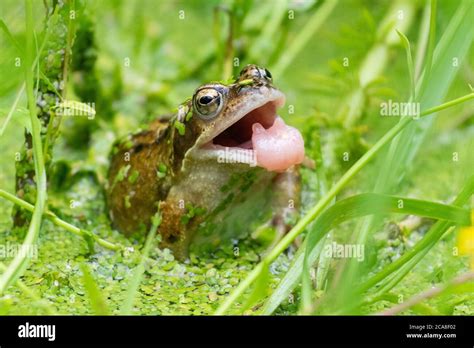 Frog tongue hi-res stock photography and images - Alamy