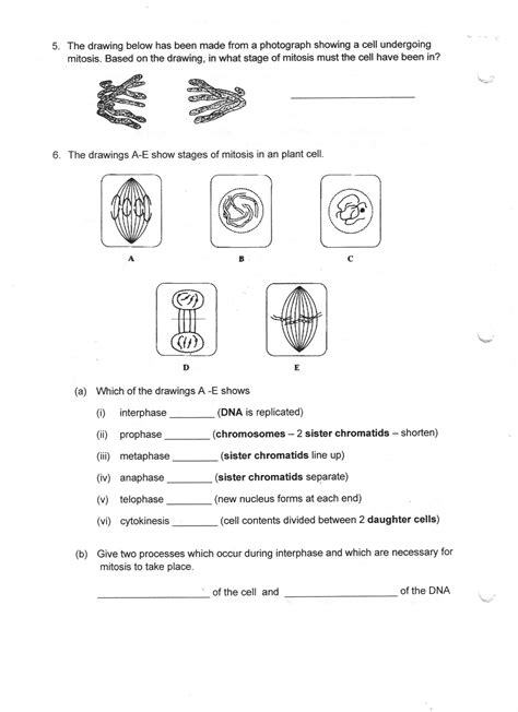 13 Mitosis Worksheet Diagram Identification Key Worksheeto