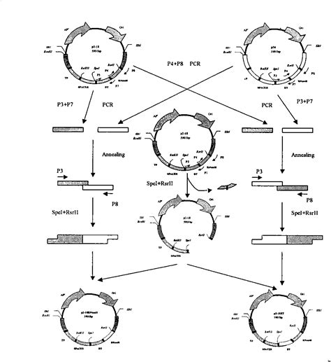 Hepatitis B Virus Complete Genome Polymerase Chimera And Its