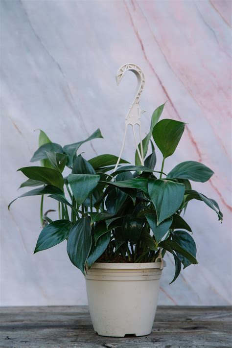 Golden Pothos Houseplant Large Hanging Basket Chelsea Garden Center