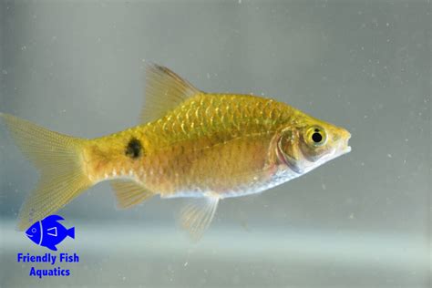 Golden Barb For Sale In Harlow Friendly Fish Aquatics