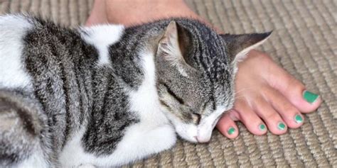 Pourquoi les chats sont ils si obsédés par les pieds Cats