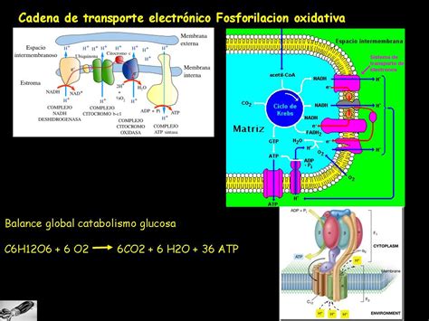 Y La Vida Evolucion Metabolismo Catabolismo Ciclo De Krebs Cadena