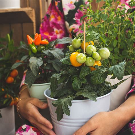 Ortaggi Da Balcone Cosa Coltivare E Come Undergreen It