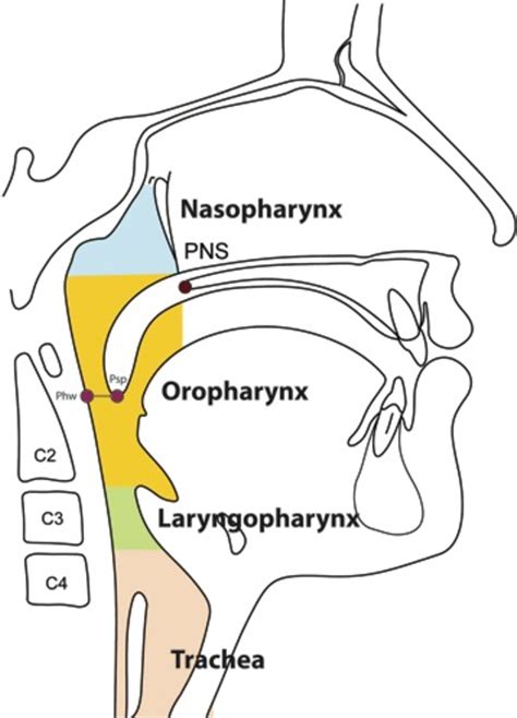 Oropharyngeal Airway Diagram