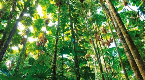 Las Plantas En La Selva Tropical Y Su Fauna Ovacen