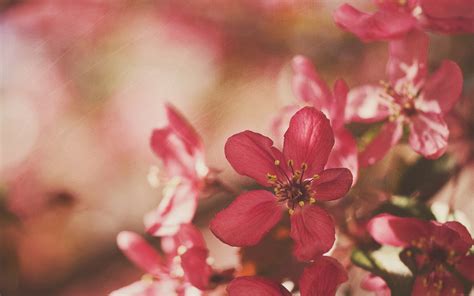 57 Besten Blumen Hintergrundbilder für PC