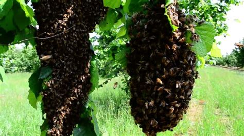 Sciame Appeso A Ramo In Azienda Agricola Scoiattolo Rosso YouTube