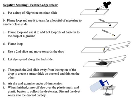 Lab Experiment Negative Staining Flashcards Quizlet