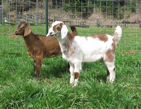 Mini Nubian Goats