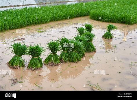 Rice paddy Stock Photo - Alamy