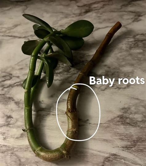 Jade plant propagation : r/houseplants