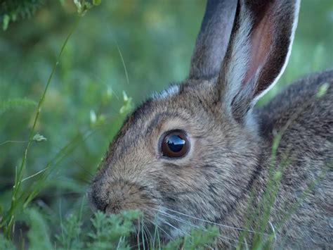 Bunny Eye Care: Rabbit Eye Problems & Treatments - New Rabbit Owner