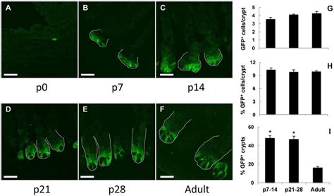 Lgr Egfp Cells From Neonatal And Adult Intestinal Crypts Panels A F