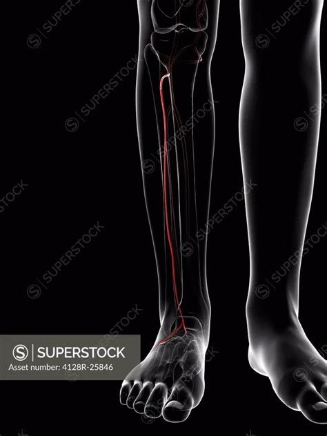 Calf Artery Computer Artwork Showing The Anterior Tibial Artery