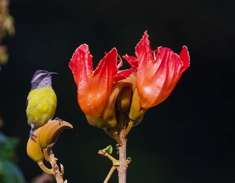 Bananaquit Manizales Colombia Marisabel Gonzalez Flickr