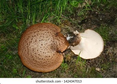 Dryads Back Mushroom Images Stock Photos Vectors Shutterstock