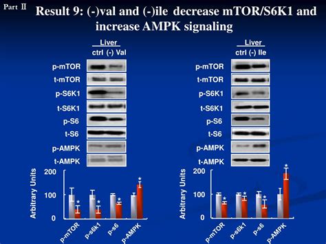 Ppt Mechanisms For Improved Insulin Sensitivity By Branched Chain