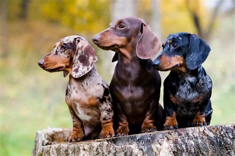 21 Dachshund Colors: A Guide On Picking The Right Coat Color